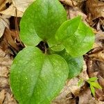 Smilax rotundifoliaBlad