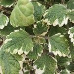 Plectranthus forsteri Blad