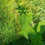 Heliopsis helianthoides Leaf