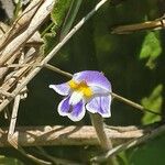Craterostigma pumilum Blomst