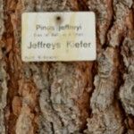Pinus jeffreyi Écorce