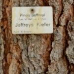 Pinus jeffreyi چھال