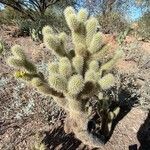 Cylindropuntia bigelovii Habitus