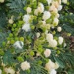 Vachellia drepanolobium Flor