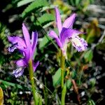 Arethusa bulbosa 花