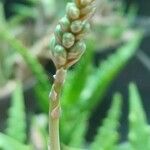 Aloe pseudoparvula ফুল