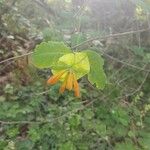 Lonicera ciliosa Leaf