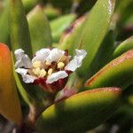 Pemphis acidula Flower