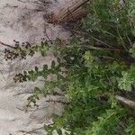 Scrophularia frutescens Фрукт