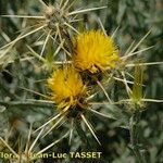 Centaurea solstitialis Fula