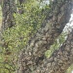 Quercus suber Bark