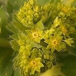 Alchemilla mollis 花