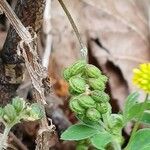 Medicago lupulina ഫലം