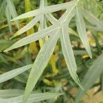 Solanum nudum Leaf