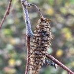 Betula chinensis Gyümölcs