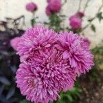 Chrysanthemum × morifolium Květ