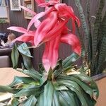 Guzmania spp. Blüte