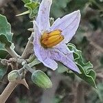 Solanum arundo Fiore