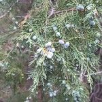 Juniperus scopulorum Folio