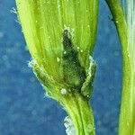 Crepis acuminata Azala