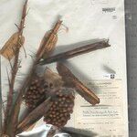 Bactris acanthocarpoides Froito