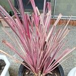 Cordyline australisBlatt