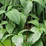 Philodendron ornatum Staniste