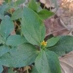 Synedrella nodiflora Цвят