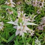 Monarda punctata Flower