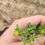 Potentilla supina Blatt