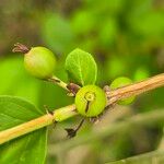 Feretia apodanthera Fruit