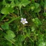 Wahlenbergia hederacea Flor