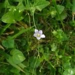 Wahlenbergia hederacea Flower