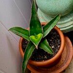 Dracaena hanningtonii Leaf