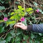 Rubus spectabilis Blüte