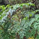 Myrrhidendron donnellsmithii Blad