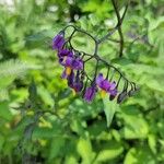 Solanum dulcamara花