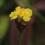 Xyris jupicai Flower