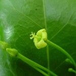 Trigonostemon cherrieri Flower
