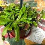 Dionaea muscipula পাতা