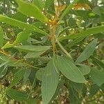 Acacia longifolia ഇല