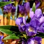 Gentiana scabra Lorea