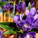 Gentiana scabra Flower