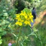 Erysimum odoratumLorea