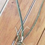 Brassavola acaulis Leaf