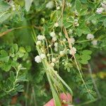 Cuscuta approximata Žiedas