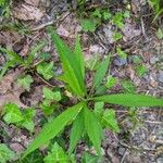 Oclemena acuminata Лист