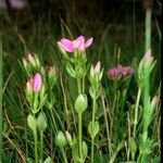 Centaurium portense 形态