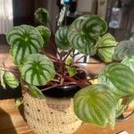 Peperomia argyreiaЛіст