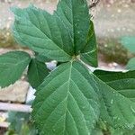 Rubus adscitus Folha